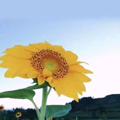 国防部:美军加强在菲军事存在推动南海军事化